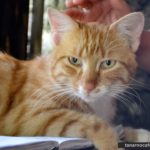Ismerd meg a titokzatos cicát, aki a magyar frontot őrzi Isonzónál